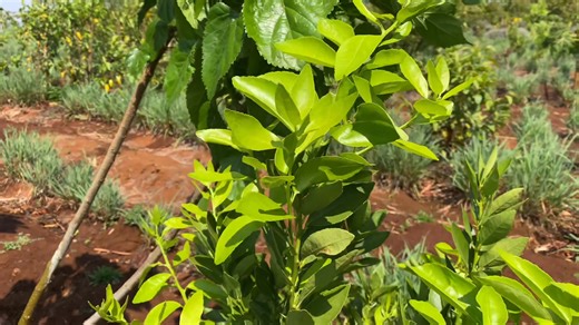 37K views · 1.5K reactions | How Farm7 is shaping organic farming | Radical Farmer - Organic Farm7 | Facebook