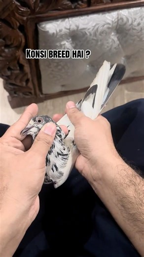 Teddy kabootar | Kabootarbazi | Batera Kabootar | Kabootar Parwar