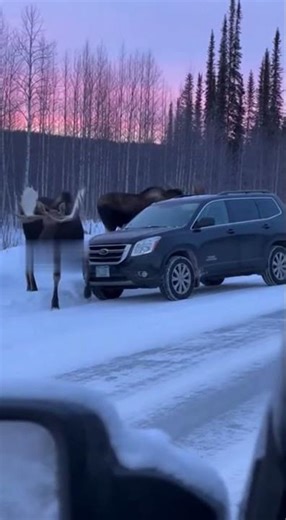 Agitated Moose Use Their Antlers to Shove Parked Car on Remote Highway
