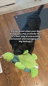 232K views · 5.9K reactions | Did you know when dogs bring you something it’s to manage their big feelings? Poppy does this ALL the time it’s so sweet. #dogs #labrador #cutedogs #blacklab | Theblacklabradorpoppy | Facebook
