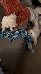 Piper and Pickles can’t resist a wet towel! Piper’s trying to pull it on the ground but Pickles is sitting on it so she’s just making do ❤️ | The Piper Chronicles