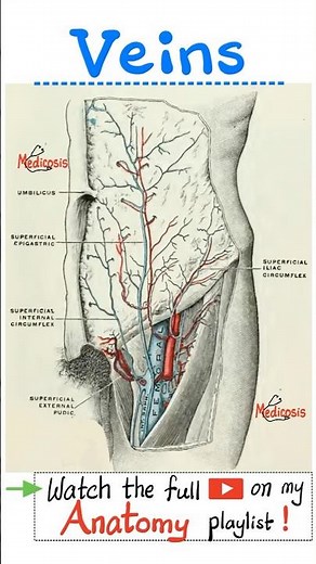 Popliteal Vein - Femoral Vein - Veins of Lower Extremities....#anatomy #physiology #biology #nurse