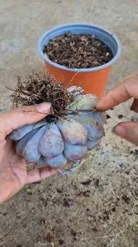 how to propagate echeveria orion.