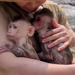 49K views · 2.6K reactions | Two baby monkeys bathing in the waterfall for the first time with their mother are so scared | Vlog Monkey | Facebook