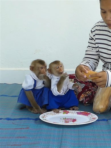 Clever Baby Monkey Bom's Family | Mr Bon