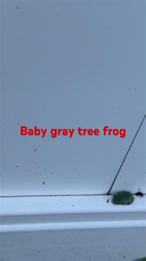 Baby gray tree frog outside of my house @dayhikingandherpingdudes