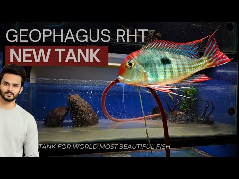 Geophagus Red Head Tapajos | New Big Tank Setup - Imran’s World