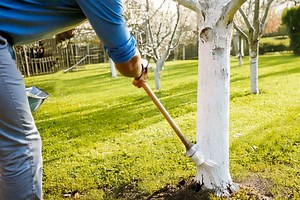 Chaulage : peindre le tronc des arbres en blanc, des avantages, mais aussi des inconvénients