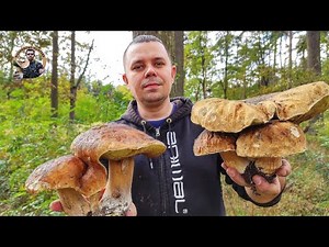 Hríby Huby Houby 13.10.2021 Záhorie Senica GIGANT Dubáky Funghi Grzyby Mushroom Pilze грибы griby