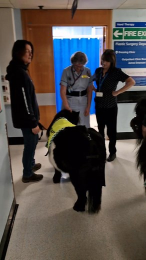 10K views · 139 reactions | It was so good to see Pickles and Romeo...