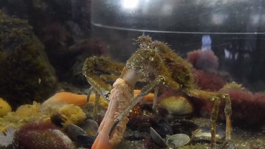 Want to see the animals living in Bellingham Bay? Pay a visit to the Marine Life Center