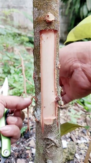 Bark grafting durian trees #durian #grafting #techniques
