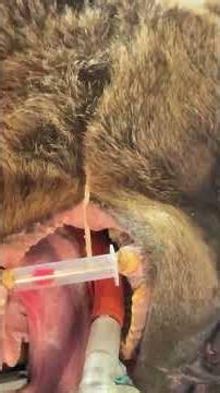 Inside a 440-Pound Bear's 5-Hour Tooth Extraction #shorts
