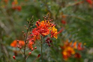 Low Maintenance Plants for Arizona