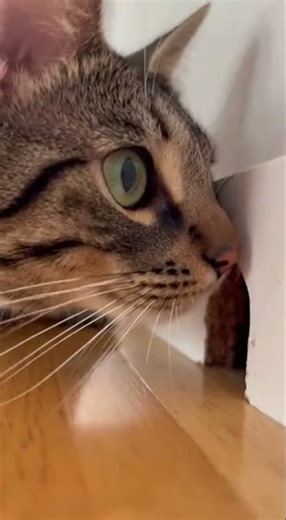 Mouse: How Many Are Passing By?! The Never Ending Mouse Marathon #mice #wildlife #nature