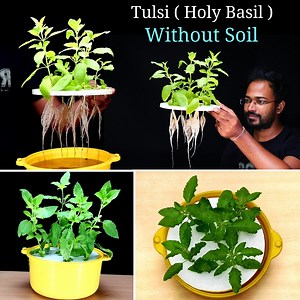 How to Easily Grow Tulsi / Holy Basil WITHOUT SOIL in Water | DIY Gardening : #Ayansbonsaitricks | Bonsai Tricks And a Lot More Official