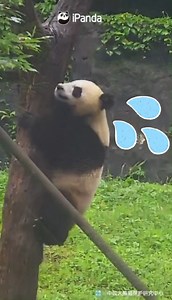 7.5K views · 2.1K reactions | A decent panda will always follow safety protocols and stay graceful under any circumstance, especially when the camera is on. (En En) #HiPanda #PandaMoment #CCRCGP | iPanda | Facebook
