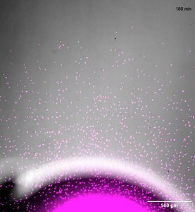 42 reactions · 12 shares | Dendritic cells can “self-shape” the chemotactic gradients that help them transport antigens to lymph nodes, finds a new live imaging study. : https://scim.ag/3Wp Focus: https://scim.ag/3Wq | Science Immunology | Facebook