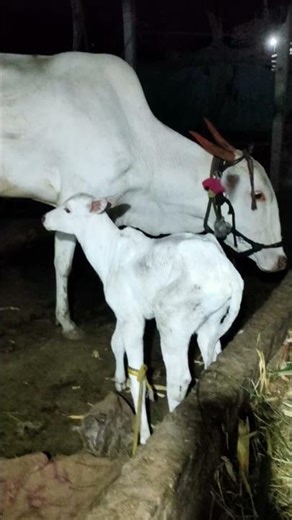 Village Life 🏡 Cow & Calf Bonding Moment. #shorts