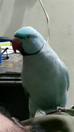 Exploring the Fascinating World of Talking Birds