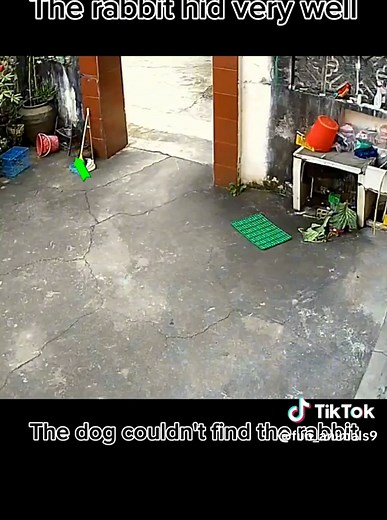 The dog couldn't find the rabbit#fun_animals9 #dog #animals #animalsoftiktok #fyp #foryou