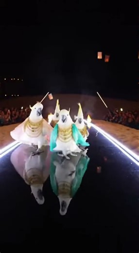 Daily Cockatoo Shorts chaotic vibe #shorts #cockatoo #ytshorts #viralshorts #CockatooRunway