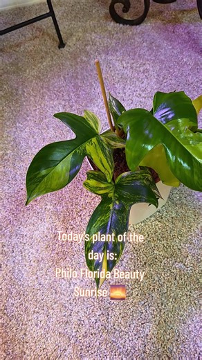 POTD #plants #PlantTok #plantsoftiktok #potd #philo | Plants Of TikTok