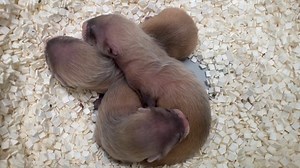 25K views · 984 reactions | With each passing day, the development of...