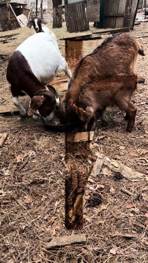 Exploring the Life of Midwest Emo and Farming Culture