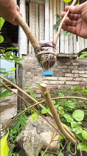 One Air Layering, Double the Air Plants: Grow Two from One!