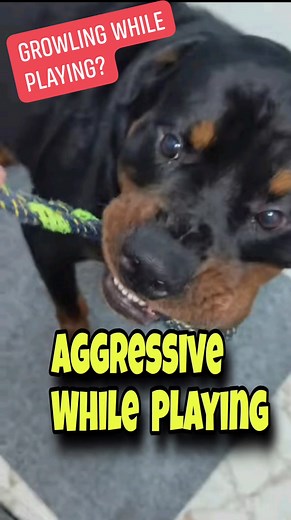 Growling While Playing? #dog #dog_growling #dogtrainer #dogbehaviourist #iamcoco | Pawsome Life