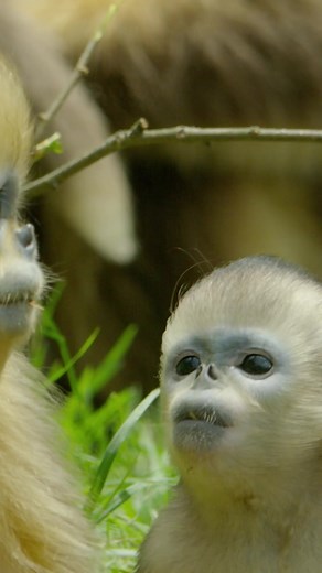 Golden Snub-Nosed Baby Monkeys in Chinese Folklore
