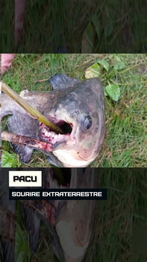 Pacu. Sourire extraterrestre