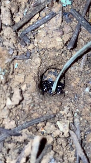 Night-Stalker Tiger Beetle Larvae: Exploring the World of Entomology