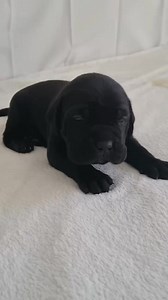 40K views · 1.6K reactions | Sounds good #canecorso #canecorsopuppy #canecorsolove #canecorsofans #dogs #puppies殺殺殺 #canecorso #animalworld #dogsofinstagram #dog #canecorsopuppy #mastiff #italianmastiff #dogs #canecorsoofinstagram | The Cane Corso USA | Facebook