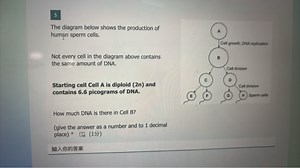 5The diagram below shows the production of humền sperm cells．... | Filo