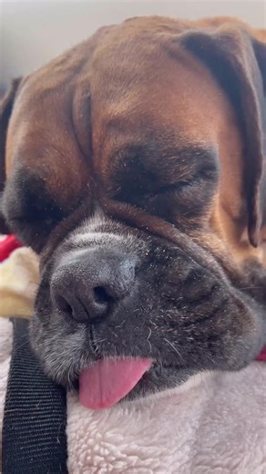 Boxer Puppies Available for Adoption