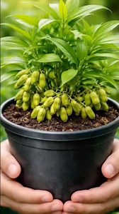 I Grew Cardamom at Home 😱 | Seed to Harvest (Insane Results!) #shorts #viral #trending