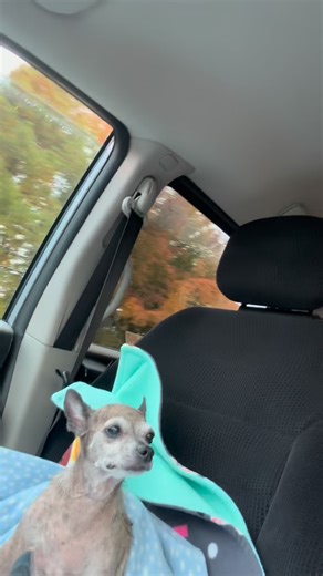 Daily Dose of the Chi E O: on his way to Chomp and Stomp! He’s in good spirits today, y’all! Stop by and say hello! | The little nest
