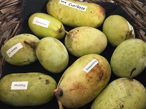 Pawpaw - Asimina triloba - THE BASIC HOW TO - Planting, Watering, Weeding & Feeding your young tree