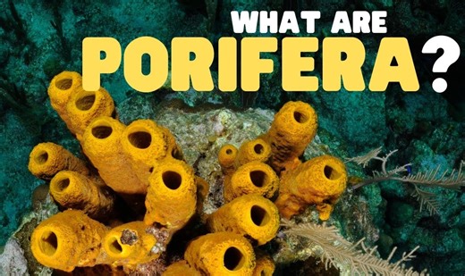 What Are Porifera? | Learn all about sea sponges