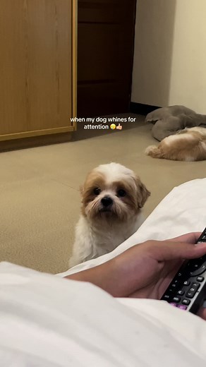 Dog Whining for Attention Compilation | Maltese Maltipoo Puppy Reactions