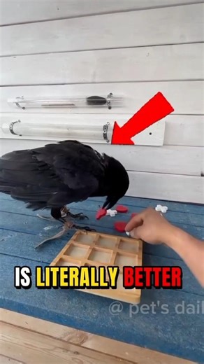 just Found the Smartest Bird Alive! 🧠🐦‍⬛