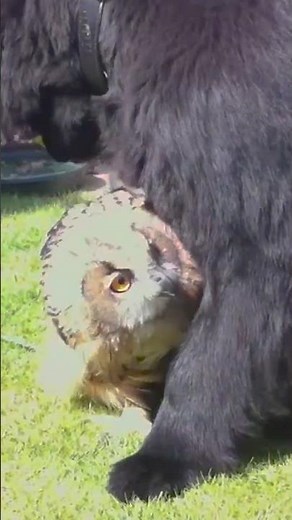 Dog Snuggles with Eagle Owl