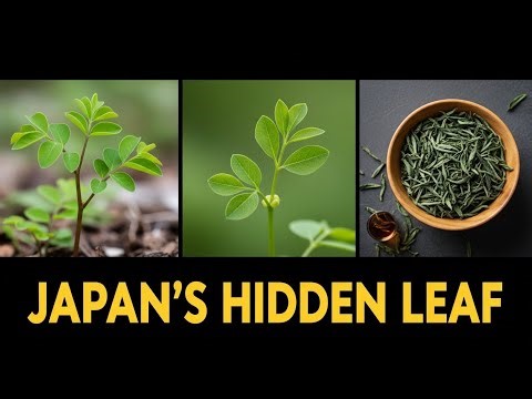 The Japanese Longevity Plant You’ve Never Heard Of