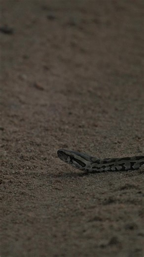 A beautiful African rock python taking in the last bit of heat of the day #dulinimoments #sonyalpha #filmmaker #snakes @Sony Alpha @Sony Alpha South Africa #dulini