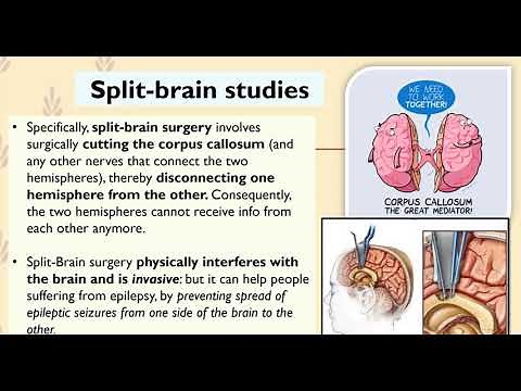 Hemispheric Specialisation and Split-Brain Experiments (Unit 1 Psychology)