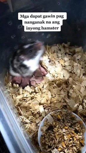 Ano ang Dapat Gawin sa Bagong Panganak na Hamster?