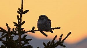 Northern Hawk Owl perched atop tree at twilight, sits motionless for several seconds, then turns head, stares straight ahead | Premium Stock Video Footage