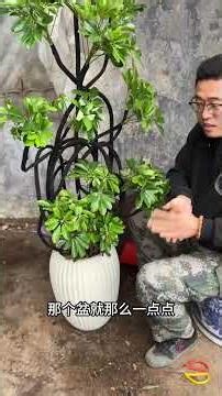 Boost Your Schefflera Arboricola's Growth – Top Tips Inside